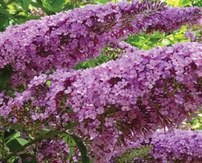 Buddleia (Butterfly Bush)