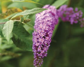 Buddleia 'Nanho Blue'