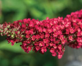 Buddleia 'Royal Red'