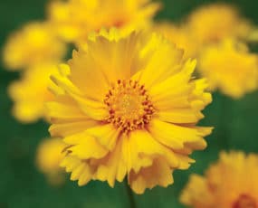 Coreopsis 'Early Sunrise'