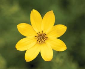 Coreopsis 'Zagreb'