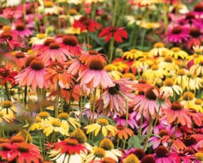 Echinacea 'Cheyenne Spirit'