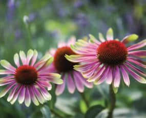 Echinacea 'Green Twister'