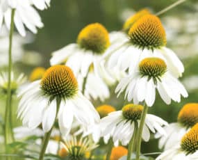 Echinacea 'White Swan'