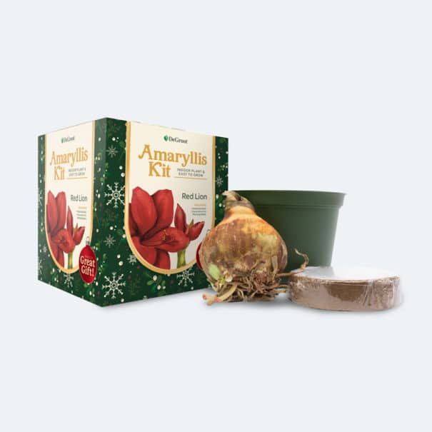1 Amaryllis Bulb, Coir Disc and 1 Pot pictured with Gift Kit packaging