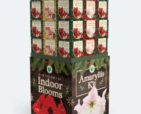 Amaryllis Cube Display with Red Lion, Minerva and Apple Blossom Kits