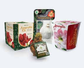 Amaryllis Gift Kit, Waxed Amaryllis, Premium Amaryllis Tin Kit, Premium Amaryllis Bulb