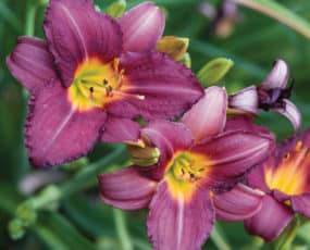 Close-up of the purple daylily blooms with flourescent green throat.
