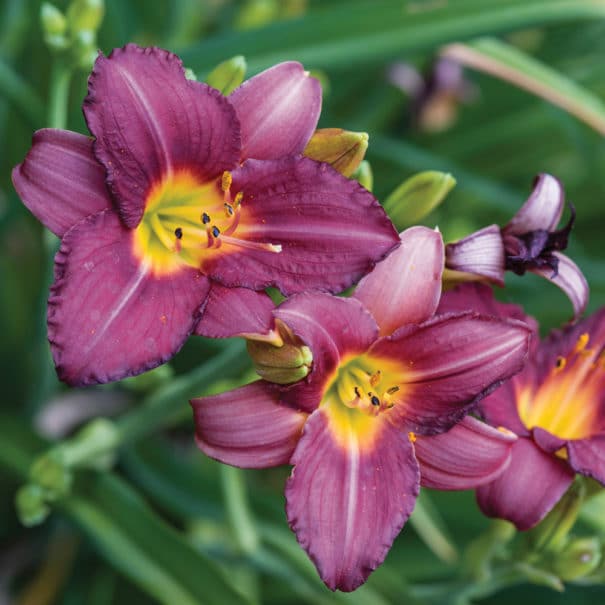 Close-up of the purple daylily blooms with flourescent green throat.