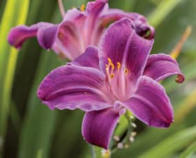 Daylily Purple Mix