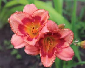 Daylily Strawberry Candy