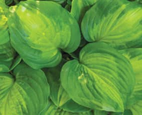 Close up of the hosts 'Avocado's' heart-shaped leaves with wide green-apple margins and chartreuse to yellow centers