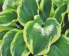 Close-up of the vibrant blue-green leaves with creamy yellow margins of the 'Earth Angel' hosts
