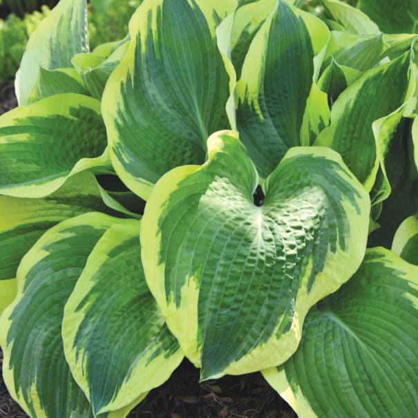 Close-up of the vibrant blue-green leaves with creamy yellow margins of the 'Earth Angel' hosts