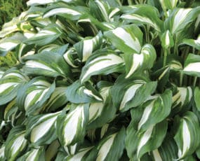 Close-up of the large dark green leaves with pure white centers of the 'Nightmare Before Christmas' hosta