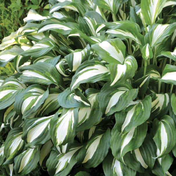 Close-up of the large dark green leaves with pure white centers of the 'Nightmare Before Christmas' hosta