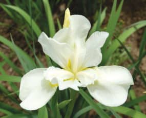 Iris sibirica White Swirl