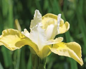 Iris sibirica Butter and Sugar