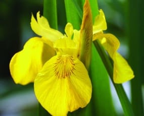 Beautiful bright yellow iris flower at full bloom