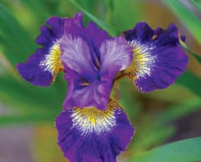 Iris sibirica Golden Edge