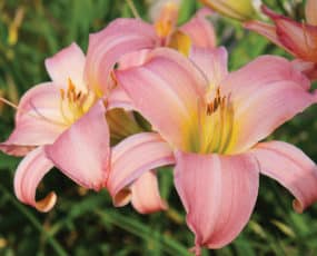 Platinum Palette™ Pink Whispers, multiple blooms with blurred background