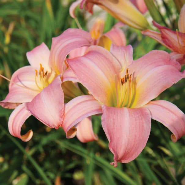 Platinum Palette™ Pink Whispers, multiple blooms with blurred background