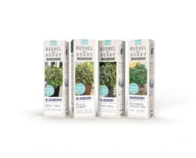 Blackberry 'Babycakes®'; Blueberry 'Peach Sorbet®'; Blueberry 'Pink Icing®'; Raspberry 'Raspberry Shortcake®