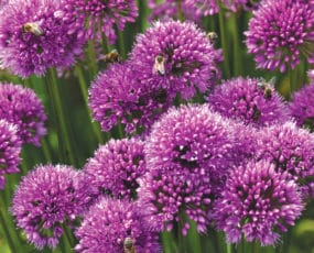 Allium Millenium