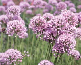 Allium Summer Beauty