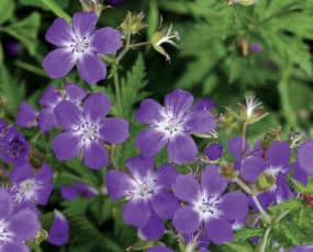 Geranium (Hardy Geranium or Crane's Bill) 'Amy Doncaster'
