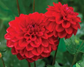 Dahlia, Dinnerplate 'Babylon Red'