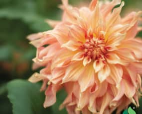 Dahlia, Dinnerplate 'Big Brother'