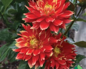 Dahlia, Dinnerplate 'Bodacious'