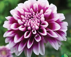 Dahlia, Decorative 'Edinburgh'
