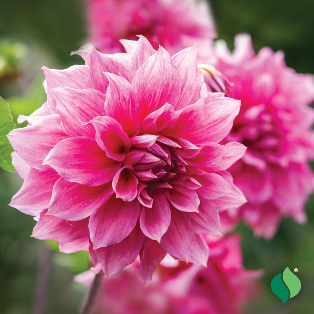 Dahlia, Dinnerplate 'Emory Paul' - Degroot