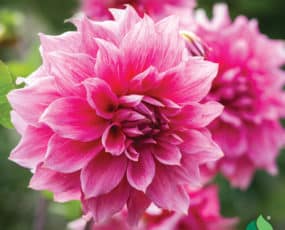 Dahlia, Dinnerplate 'Emory Paul'