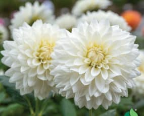Dahlia, Dinnerplate 'Fleurel'