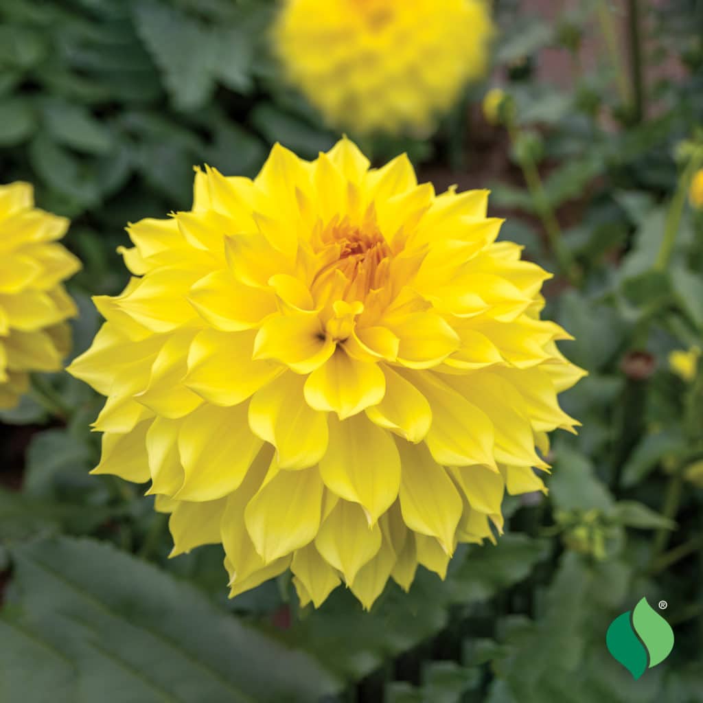 AS_Dahlia_KelvinFloodlight_1-