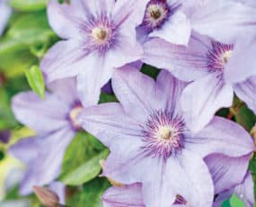 Clematis, First Lady