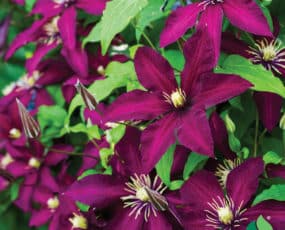 Clematis, Niobe