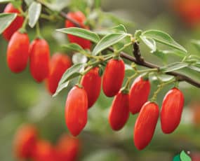 Goji Berry, Common