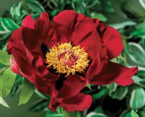 Itoh Peony 'Lafayette Escadrille'