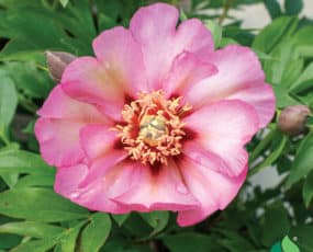 Itoh Peony 'Pastel Splendor'