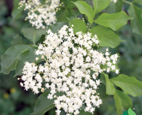 Sambucus canadensis (Elderberry)