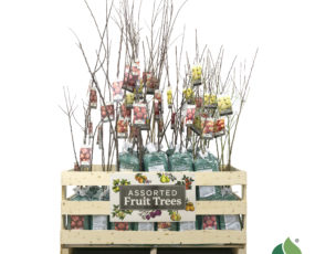 Apple Orchard Tree Display (DGFTPL66)