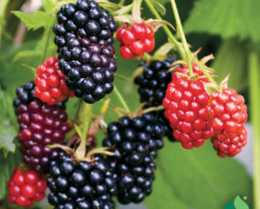 Blackberry 'Arapaho' (Patent #8510) Thornless