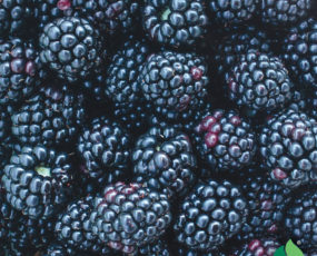 Blackberry 'Chester' (Thornless)