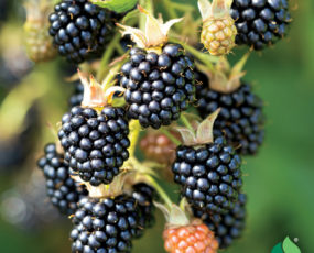 Blackberry 'Triple Crown' (Thornless)