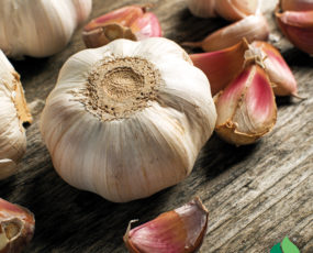 Garlic Softneck Bulb
