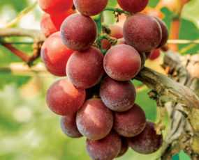 Grape 'Red Catawba'